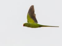 Psittacula krameri Hula lake, Israel 2013-04-01 064