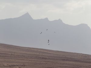 Pterocles orientalis - Black-bellied Sandgrouse - Svartbukig flyghöna