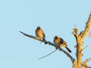 Pycnonotus barbatus - Common Bulbul - Trädgårdsbulbyl