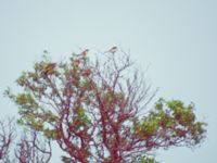 Pycnonotus sinensis et Turdus eunomus Happy Island (Shijiu Tuodao), Hebei, China 19980518 (43)