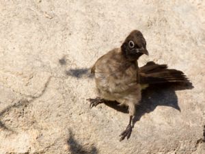 Pycnonotus xanthopygos - White-spectacled Bulbul - Levantbulbyl