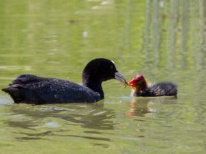 Fulica atra - Eurasian Coot - Sothöna