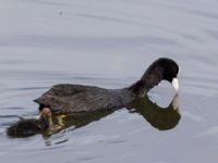 Fulica atra Mellandammen, Öresundsparken, Ribersborg, Malmö, Skåne, Sweden 20220517_0014