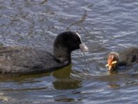 Fulica atra Mellandammen, Öresundsparken, Ribersborg, Malmö, Skåne, Sweden 20220517_0016