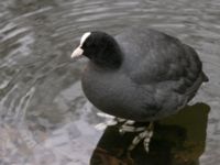 Fulica atra Slottsparken, Malmö, Skåne, Sweden 20230105_0010