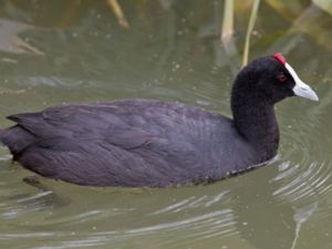 Fulica cristata - Red-knobbed Coot - Kamsothöna