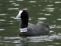 Fulica cristata ad Albufera, Mallorca, Spain 20090711 118