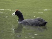 Fulica cristata ad Albufera, Mallorca, Spain 20090711 153