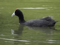 Fulica cristata ad Albufera, Mallorca, Spain 20090711 157