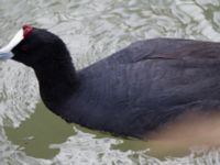 Fulica cristata ad Albufera, Mallorca, Spain 20120928 200