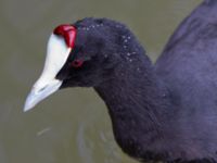 Fulica cristata ad Albufera, Mallorca, Spain 20120928 212