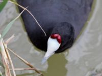 Fulica cristata ad Albufera, Mallorca, Spain 20120928 223