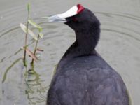 Fulica cristata ad Albufera, Mallorca, Spain 20120928 230