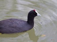 Fulica cristata ad Albufera, Mallorca, Spain 20120928 238