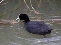 Fulica cristata ad Albufera, Mallorca, Spain 20120928 240