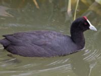 Fulica cristata ad Albufera, Mallorca, Spain 20120928 245