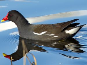 Gallinula chloropus - Common Moorhen - Rörhöna