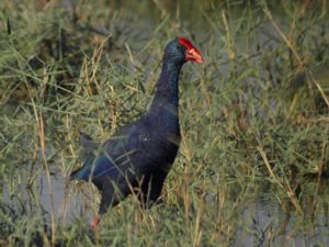 Porphyrio madagascariensis - African Swamphen - Afrikansk purpurhöna