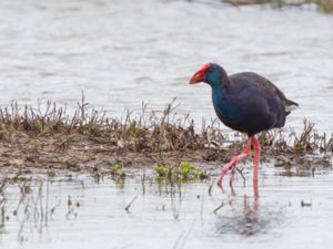 Porphyrio porphyrio - Western Swamphen - Purpurhöna