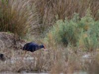 Porphyrio porphyrio ad Albufera, Mallorca, Spain 20120928 131