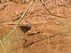 Porzana porzana - Spotted Crake - Småfläckig sumphöna