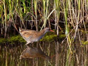 Rallus aquaticus - Water Rail - Vattenrall