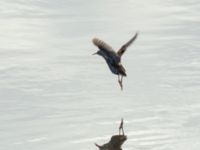 Rallus aquaticus Fågeltornet, Klagshamns udde, Malmö, Skåne, Sweden 20200521_0002