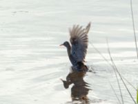 Rallus aquaticus Fågeltornet, Klagshamns udde, Malmö, Skåne, Sweden 20200521_0003