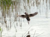 Rallus aquaticus Fågeltornet, Klagshamns udde, Malmö, Skåne, Sweden 20200521_0006