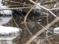 Rallus aquaticus Husie mosse, Malmö, Skåne, Sweden 20180305B_0067