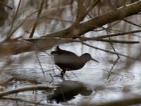 Rallus aquaticus Husie mosse, Malmö, Skåne, Sweden 20180305_0013