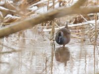 Rallus aquaticus Husie mosse, Malmö, Skåne, Sweden 20180305_0030