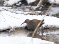 Rallus aquaticus Husie mosse, Malmö, Skåne, Sweden 20180305_0045