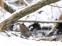 Rallus aquaticus Husie mosse, Malmö, Skåne, Sweden 20180305_0056