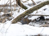 Rallus aquaticus Husie mosse, Malmö, Skåne, Sweden 20180305_0061