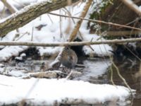 Rallus aquaticus Husie mosse, Malmö, Skåne, Sweden 20180305_0064