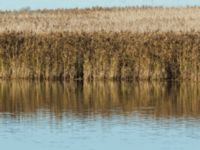 Rallus aquaticus ad Terekudden, Bunkeflo strandängar, Malmö, Skåne, Sweden 20191030_0029