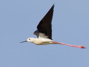 Himantopus himantopus - Black-winged Stilt - Styltlöpare