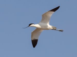 Recurvirostra avosetta - Pied Avocet - Skärfläcka