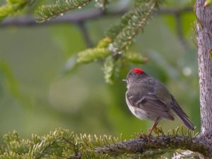 Regulus calendula - Ruby-crowned Kinglet - Rödkronad kungsfågel