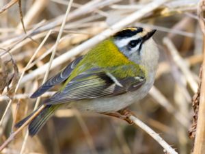 Regulus ignicapilla - Firecrest - Brandkronad kungsfågel