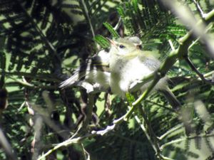 Regulus madeirensis - Madeira Firecrest - Madeirakungsfågel