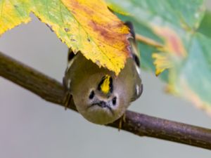 Regulus regulus - Goldcrest - Kungsfågel