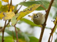 Regulus regulus Ribersborg, Malmö, Skåne, Sweden 20171022_0044