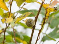 Regulus regulus Ribersborg, Malmö, Skåne, Sweden 20171022_0045-1