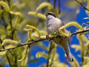 Remiz pendulinus - Eurasian Penduline Tit - Pungmes