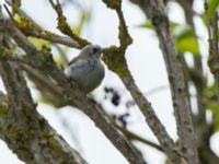 Remiz pendulinus 1cy Lertagsdammen, Klagshamns udde, Malmö, Skåne, Sweden 20160814_0060