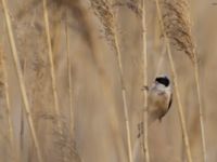 Remiz pendulinus ad male Husie mosse, Malmö, Skåne, Sweden 20150411_0080