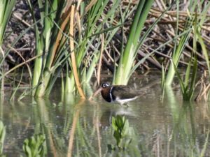 Rostratula benghalensis - Greater Painted Snipe - Rallbeckasin