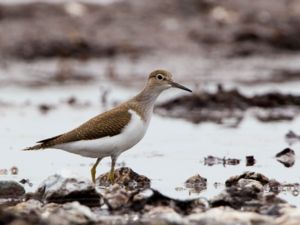 Actitis hypoleucos - Common Sandpiper - Drillsnäppa